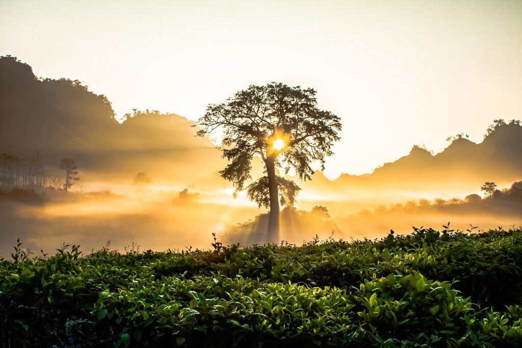 tree, sunset, bushes-2264494.jpg